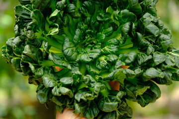Sawi Pagoda. Tatsoi is an Asian variety of Brassica rapa grown for vegetables. Also called tat choy, it is closely related to the more familiar Bok Choy. Brassica rapa subsp. narinosa.  - obrazy, fototapety, plakaty
