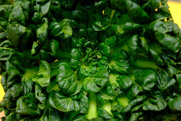 Sawi Pagoda. Tatsoi is an Asian variety of Brassica rapa grown for vegetables. Also called tat...