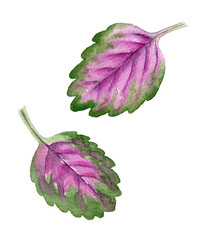 Watercolor coleus leaves. Hand drawn pink leaves of coleus. Botanical sketch with colorful tropical leaves. Can use as print, poster, floral elements.