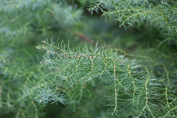The cryptomeria japonica cristata is a Japanese cedar with a typical roostercomb. Natural...