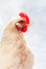 White chicken on sunny blurred Background. Portrait of a Sussex Chicken