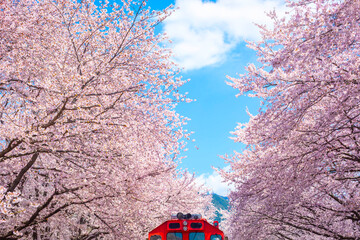 Cherry blossom with train in spring in Korea is the popular cherry blossom viewing spot, jinhae...