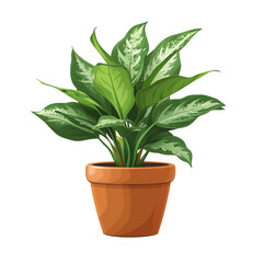 Aglonema illustration in a pot isolated on transparent background