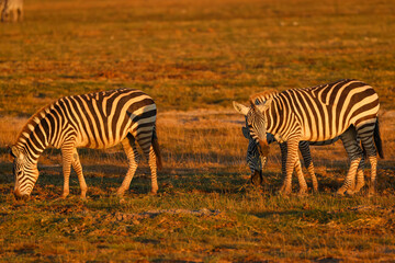 grazing zebras in morning light in the savannah