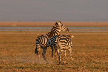 two fighting zebra stallion in Amboseli NP
