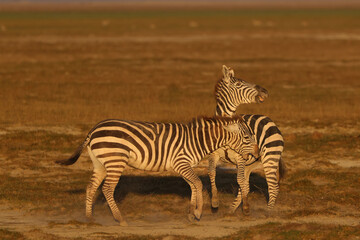 two fighting zebra stallion in Amboseli NP