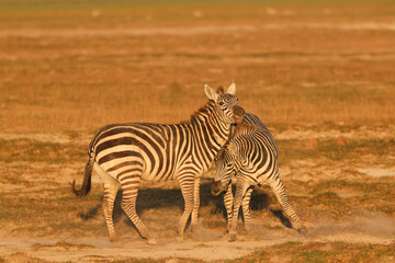two fighting zebra stallion in Amboseli NP