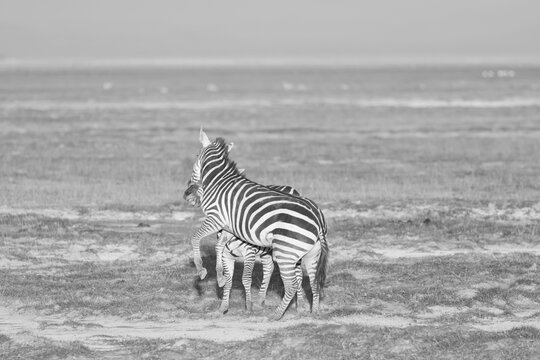 black and white picture of two fighting zebras
