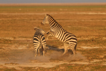 two fighting zebras in the savannah of Ambosli NP 