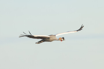 one flying grey crowned crane