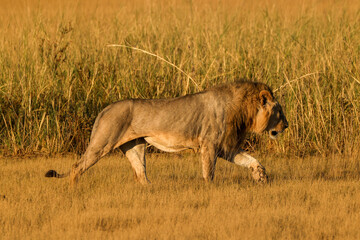 one male lion on a morning stroll in the savannah of Amboseli NP
