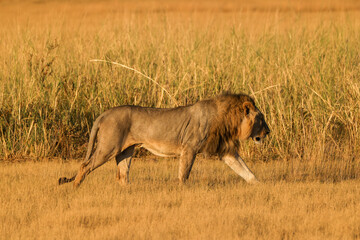 one male lion on a morning stroll in the savannah of Amboseli NP