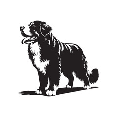 Elegance in Shadows: Bernese Mountain Dog Silhouettes Displaying the Elegant Contours of this Majestic Breed - Bernese Mountain Dog Illustration - Bernese Mountain Dog Vector
