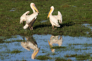 two pelicans in Amboseli NP