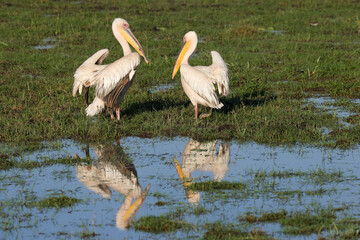 Fototapeta na wymiar two pelicans in Amboseli NP