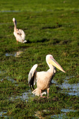 two pelicans in Amboseli NP