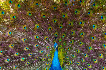 peacock,Picture of a beautiful peacock with feathers removed,Blue Peacock