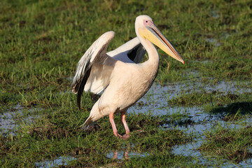 one single pelican spread its wings