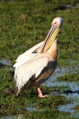 preening pelican in Amboseli NP