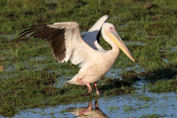 Fototapeta na wymiar one single pelican spread its wings