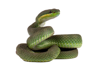 White-lipped tree viper (Trimeresurus albolabris)