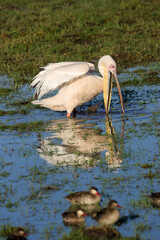 wildlife, wildlife photography, wildlife