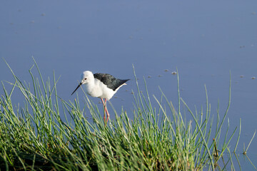 one black winged stilt in Amboseli NP