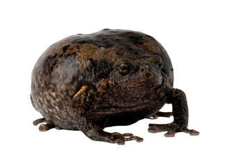 close up of a Bangkong Kolong (Bufo melanostictus)