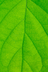 macro green leaf texture,Abstract green leaf texture for background
