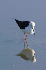 one black winged stilt in Amboseli NP