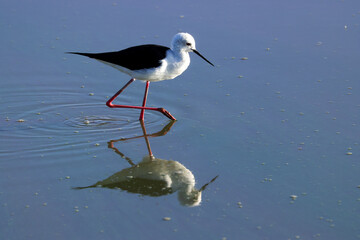 one black winged stilt in Amboseli NP