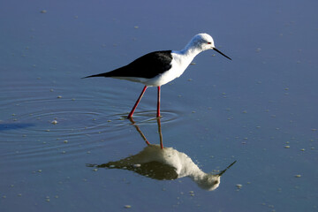 one black winged stilt in Amboseli NP