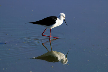 one black winged stilt in Amboseli NP