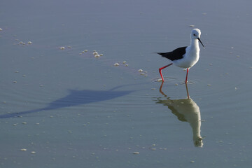 one black winged stilt in Amboseli NP