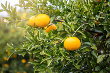 Fresh yellow tangerines on a tree in the tangerine farm at Seogwipo-si, Jeju-do Island, South Korea
