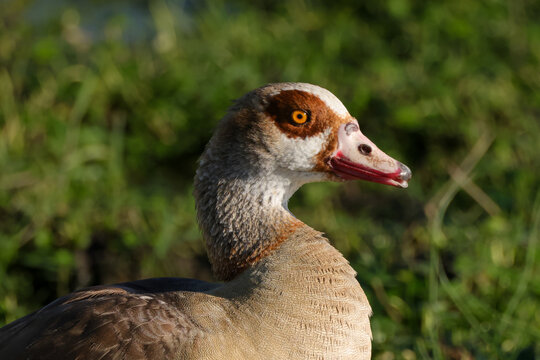 portrait image of an egyptian goose