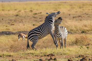 Fototapeta na wymiar two fighting zebras in the grasslands of Amboseli NP