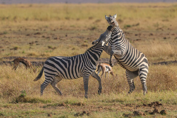 Fototapeta na wymiar two fighting zebras in the grasslands of Amboseli NP