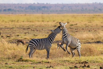 two fighting zebras in the grasslands of Amboseli NP