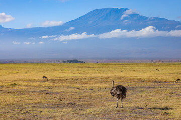 a femae ostrich in the savannah with mount kilimanjaro in background
