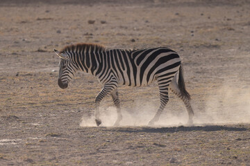 Fototapeta na wymiar zebra walks in the dust of Amboseli NP