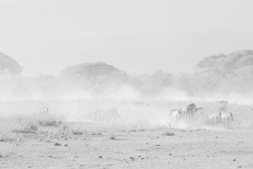 black and white picture of walking zebras in the dusty Amboseli NP