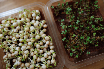 Fresh microgreens growing in transparent containers on a rustic wooden surface. Concept articles about healthy eating and gardening. Concept: DIY urban farming.