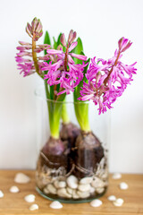 Home Garden Hyacinths
