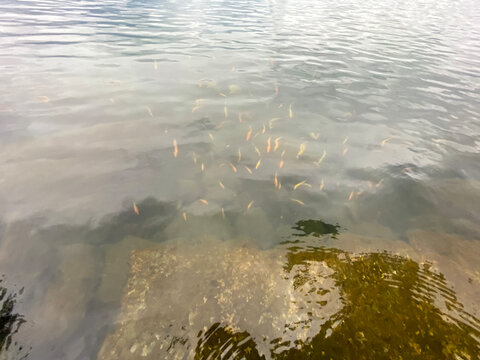 A group of Red fish, fish pests in Lake Toba
