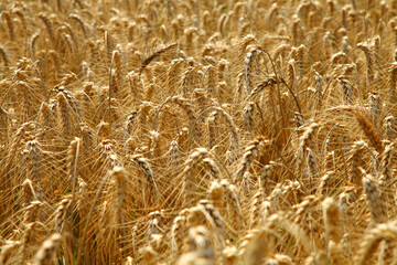 Ripe golden ears of wheat swaying in the wind. Harvest season. Wheat field on a bright day. Agriculture.