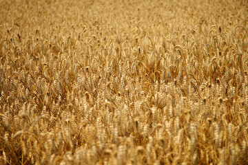 Ripe golden ears of wheat swaying in the wind. Harvest season. Wheat field on a bright day. Agriculture.