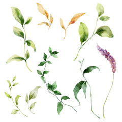 Fototapeta na wymiar Watercolor floral set of wild meadow flower and herbs. Hand painted plants elements isolated on white background. Outdoor illustration for design, print, fabric or background.