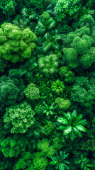 Aerial View of Woodland