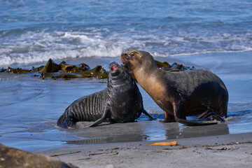 Southern Sea Lion (Otaria flavescens) abducting a Southern Elephant Seal pup (Mirounga leonina) on...